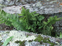 Phlebodium pseudoaureum