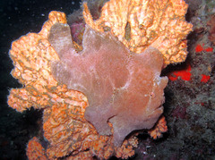 Antennarius commerson