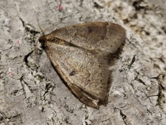 Theria rupicapraria