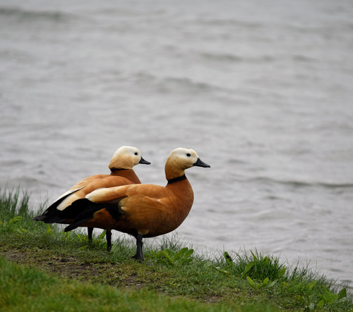Ruddy Shelduck