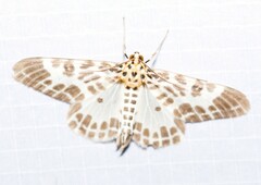 Pogonopygia nigralbata