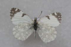 Euchloe insularis