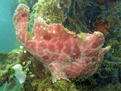 Antennarius commerson