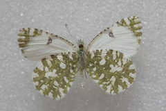 Euchloe insularis