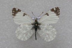 Euchloe insularis