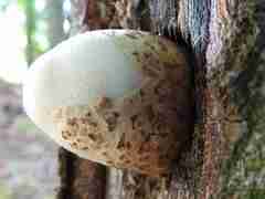 Volvariella bombycina