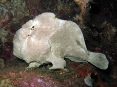 Antennarius commerson