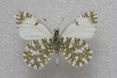 Euchloe insularis