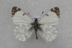 Euchloe insularis