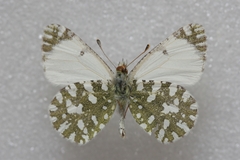 Euchloe insularis