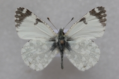 Euchloe insularis