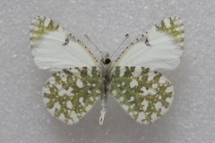 Euchloe insularis