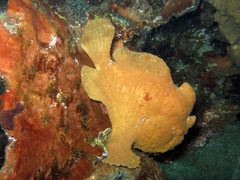 Antennarius commerson