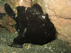 Antennarius commerson