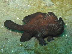 Antennarius hispidus