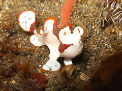 Antennarius maculatus