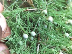Asparagus setaceus