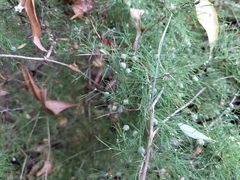 Asparagus setaceus