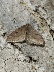 Theria rupicapraria