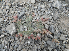 Galegeae