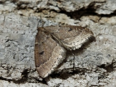 Theria rupicapraria