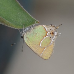 Callophrys xami xami