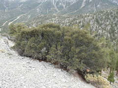Cercocarpus intricatus