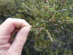 Cercocarpus intricatus