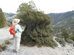 Cercocarpus intricatus