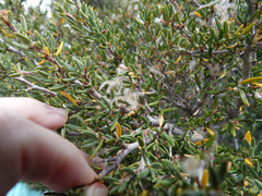 Cercocarpus intricatus