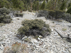 Cercocarpus intricatus