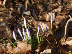 Crocus