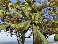 Terminalia catappa