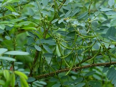 Indigofera tinctoria