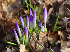 Crocus