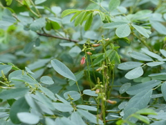 Indigofera tinctoria