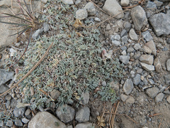 Astragalus calycosus