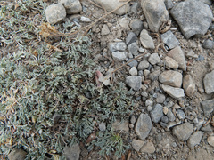 Astragalus calycosus