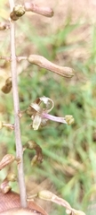 Drimia elata