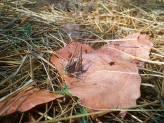 Platycleis albopunctata