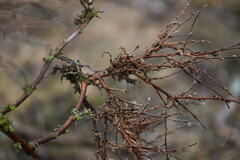 Podosphaera phytoptophila