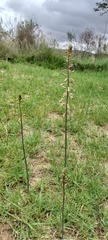 Drimia elata
