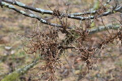 Podosphaera phytoptophila