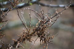 Podosphaera phytoptophila