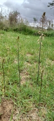 Drimia elata