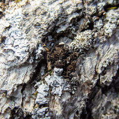 Lathagrium fuscovirens