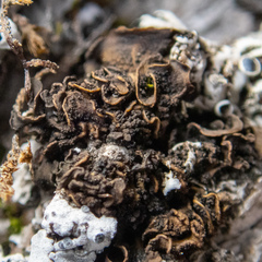 Lathagrium fuscovirens