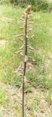 Drimia elata