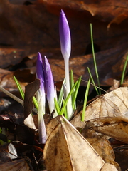 Crocus