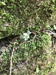 Asplenium ruta-muraria